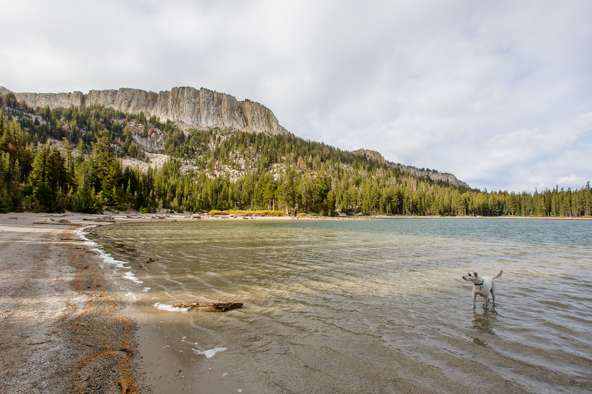 Spot swimming in McLeod lake.