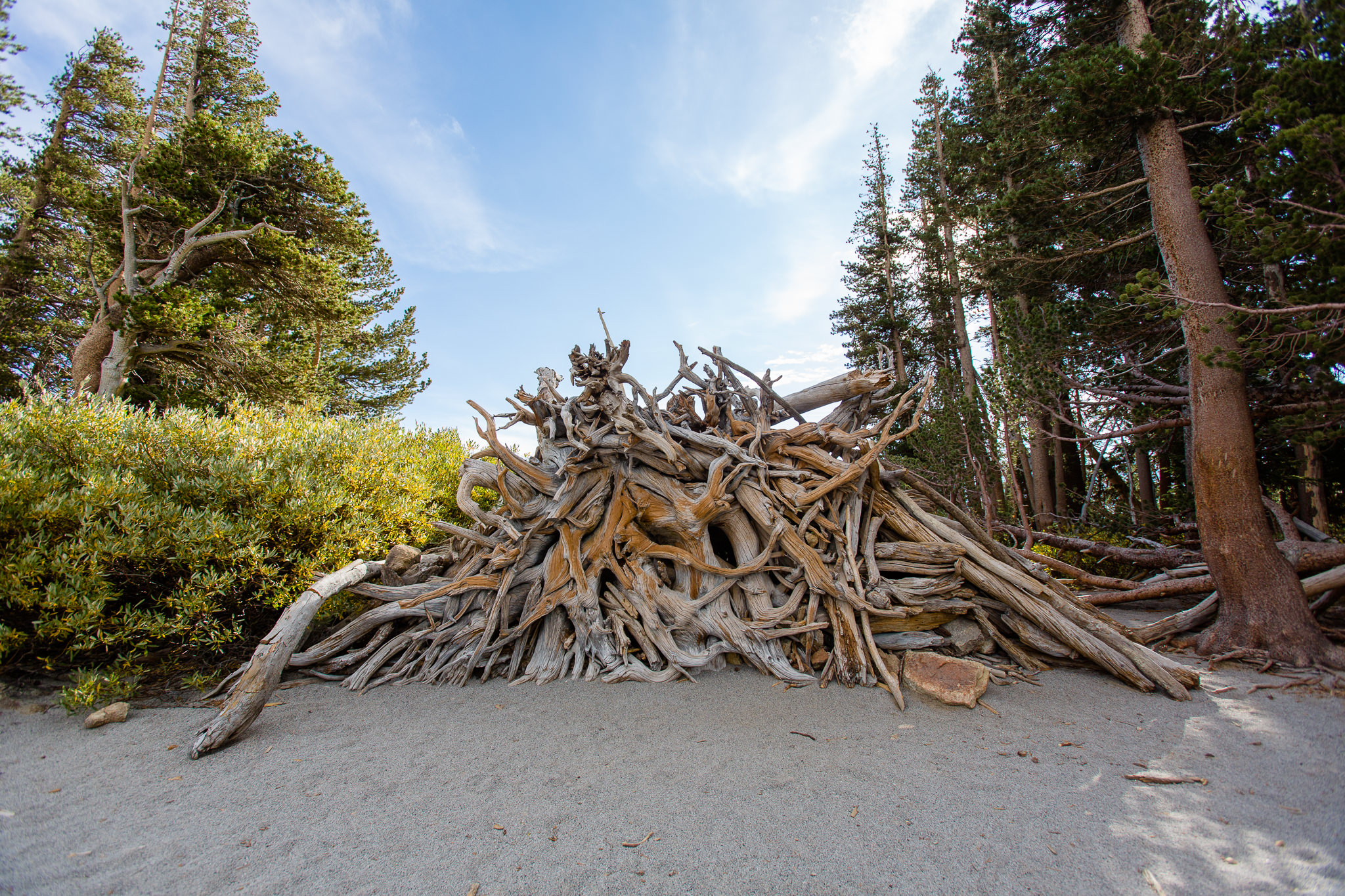 roots along the bank of mcleod lake